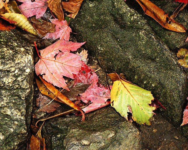 Leaves and Rocks