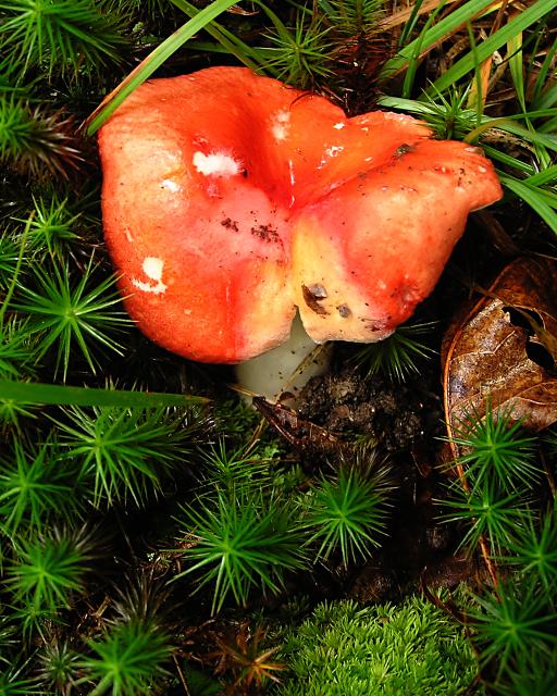 Red Mushroom