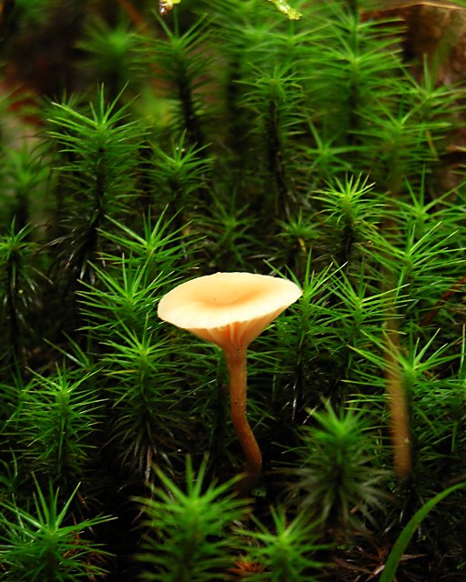 Tiny Mushroom