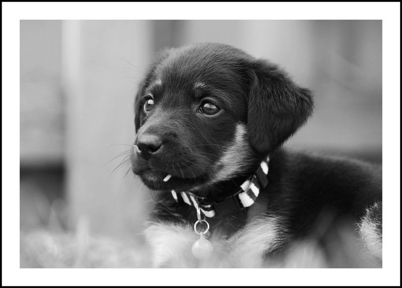 chico