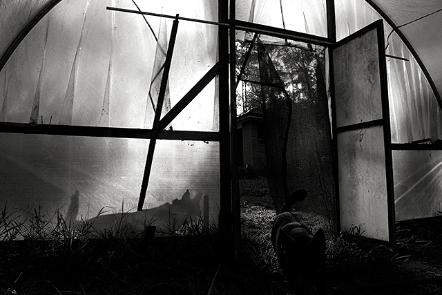 the lair