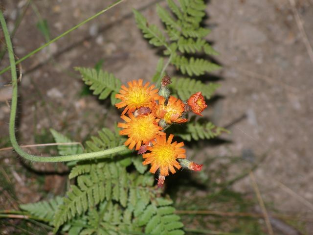 dandelion.jpg