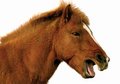 Laughing horse