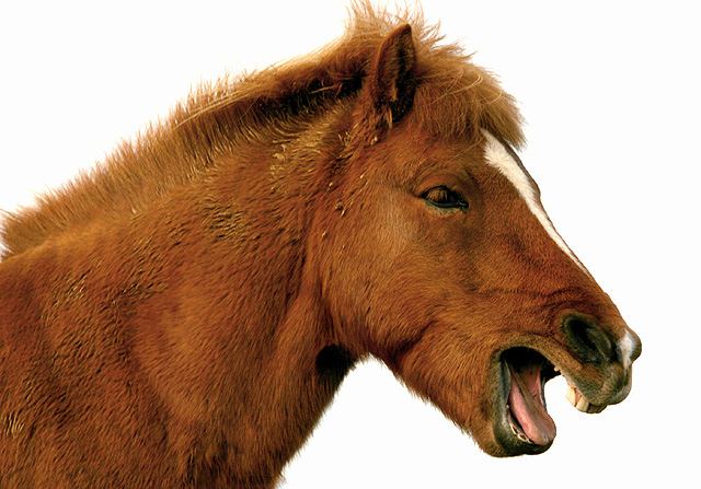 Laughing horse