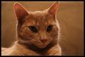 Oliver, my cat