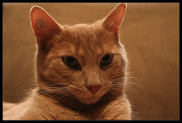 Oliver, my cat
