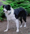 Aussie/Border Mix  "Co-De"