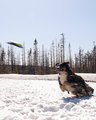 Frisby Dog