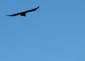Simplicity in Flight
