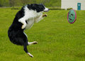 Frisby Dance