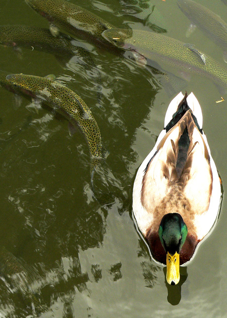 What Fish?