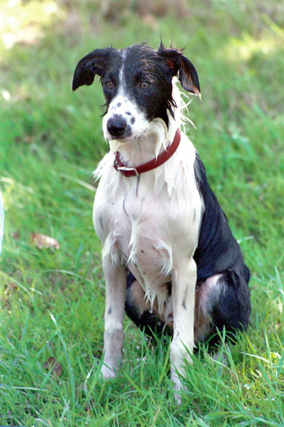 Co-De Aussie/Border mix