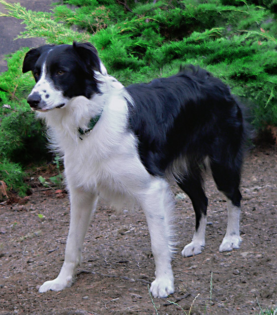Aussie/Border Mix  "Co-De"