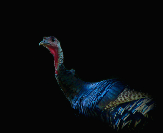 Turkey in the Tree
