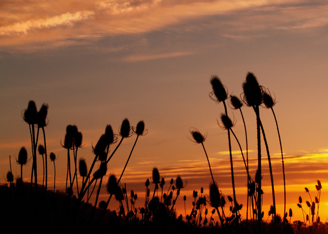Spring 06 #2