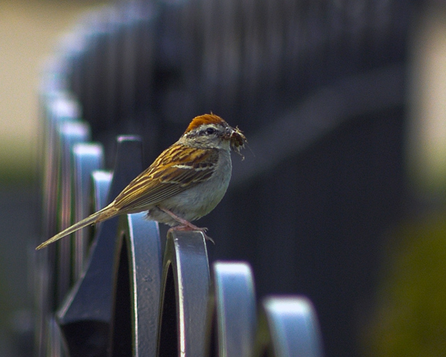Local Bird