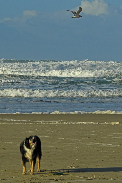 Help Me!  There is too much sand on the Frisbee