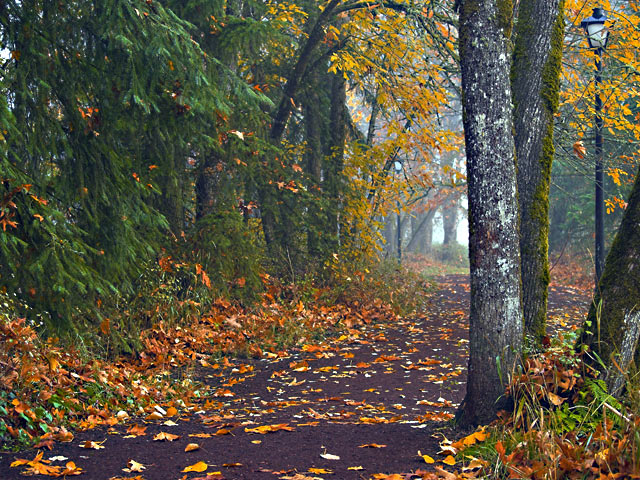 Pathway to the Tailgate