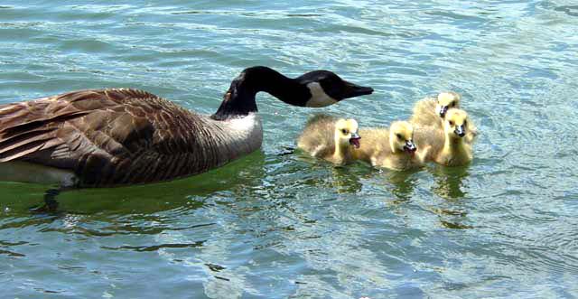 BABIES1.jpg