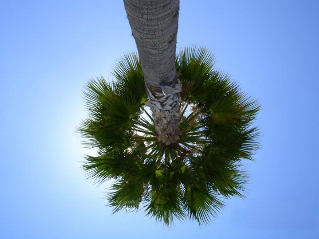 PALM TREE.JPG