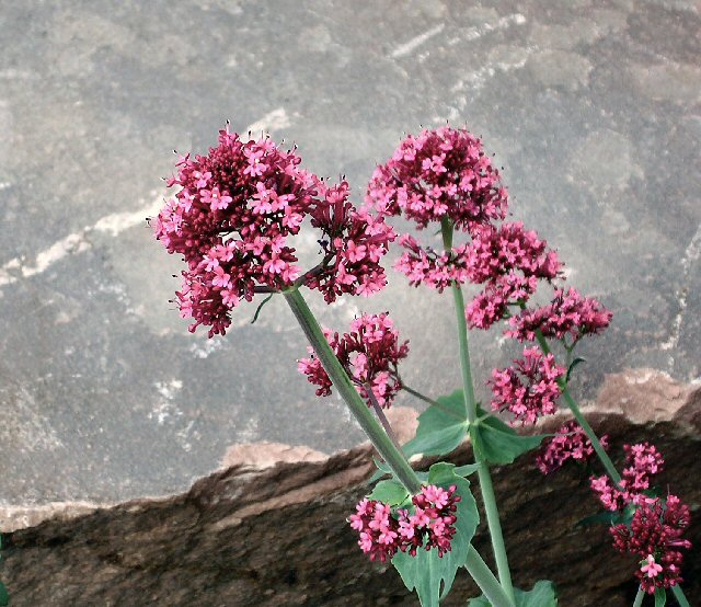 flower and stone.jpg