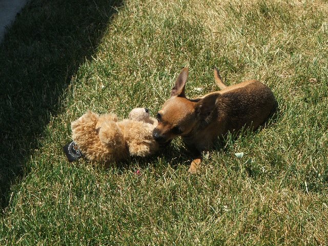 puppy time 2.jpg