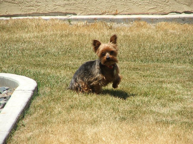 puppy time 4.jpg