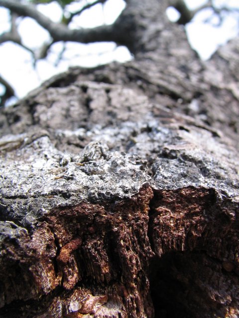 Tree Stump