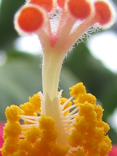 s1macro2.jpg