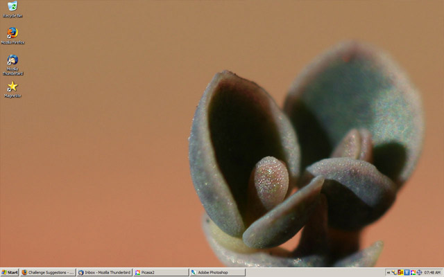 Desktop - succulent