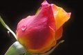 rose