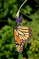 Animals- Butterfly 3731.jpg