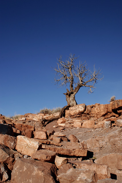 Lyman Tree 5227.jpg