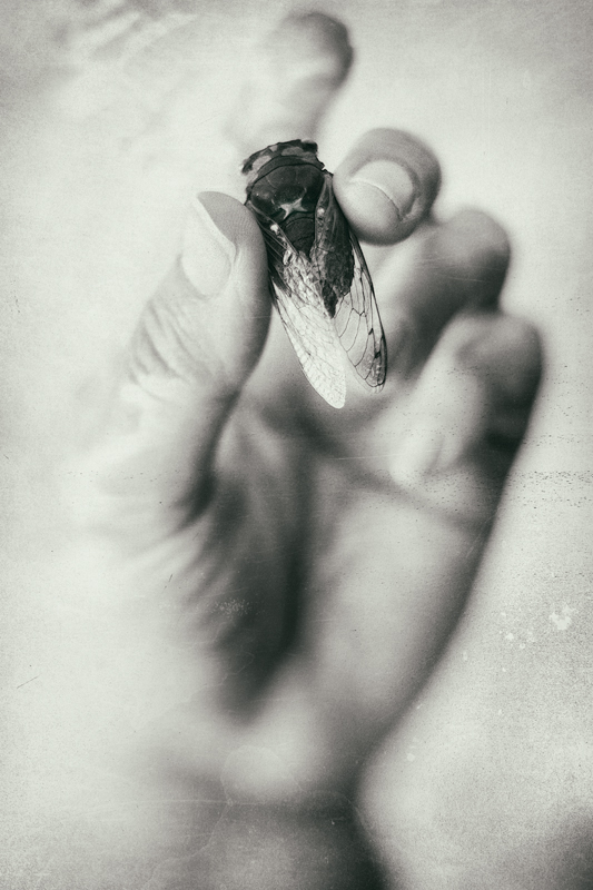 _MG_0889-cicada