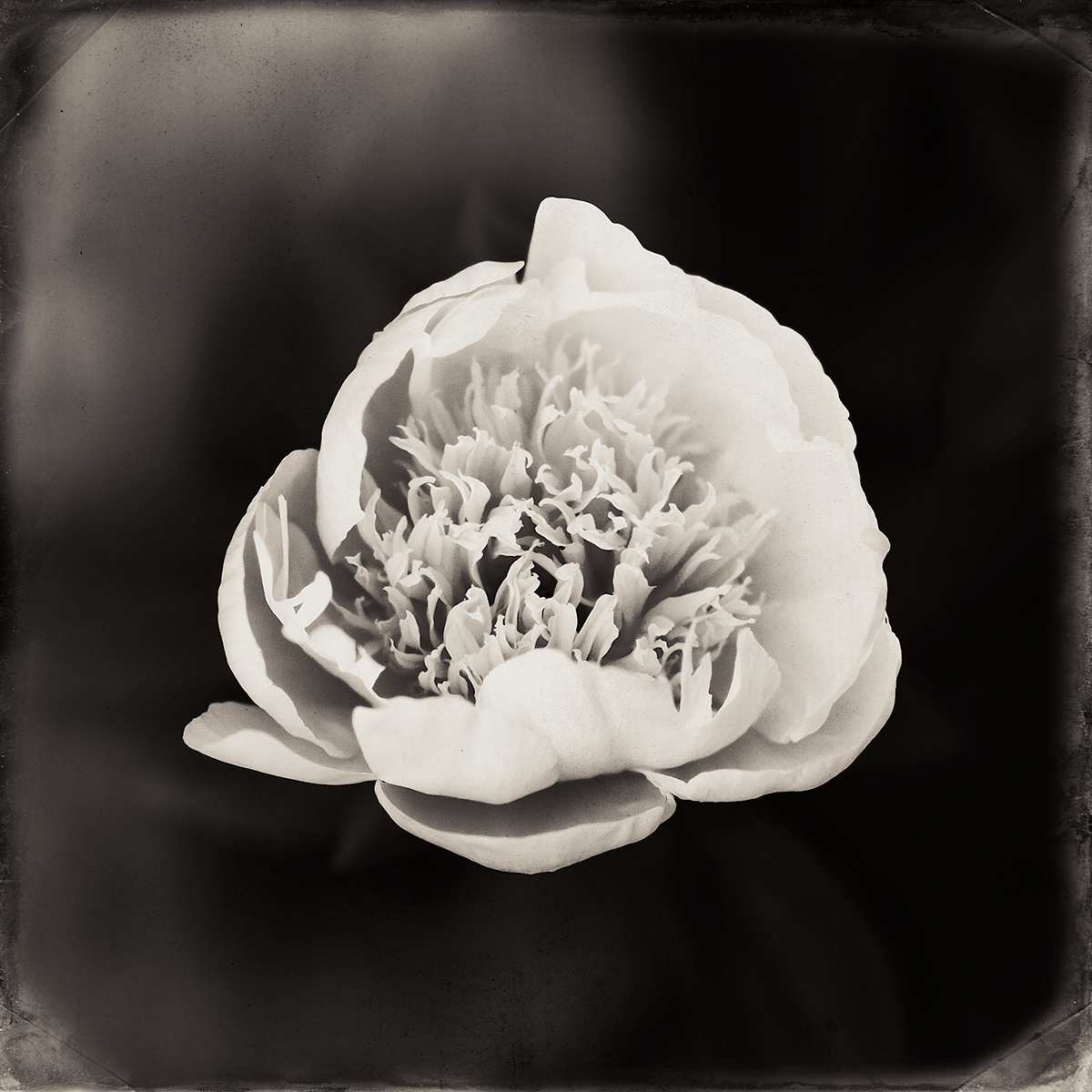 peony
