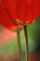 a pair of red tulips