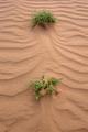 desert green