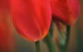 red tulips