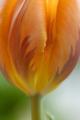 orange tulip