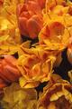 orange and yellow tulips