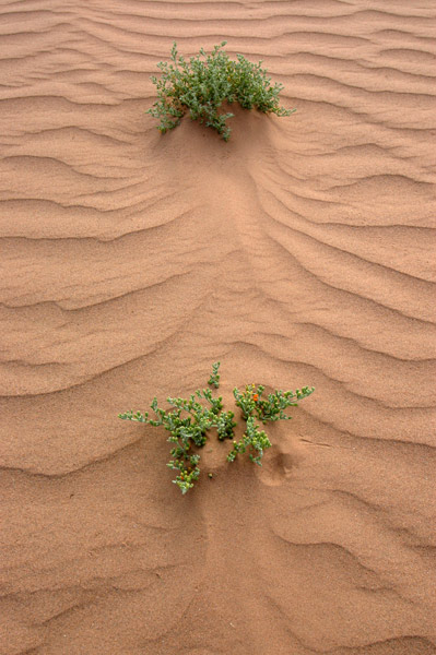 desert green