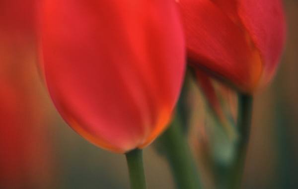 red tulips