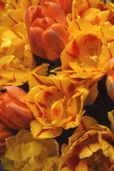 orange and yellow tulips