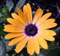 The Flower