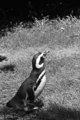 P1024522Pen.jpg