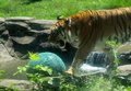 P1024480Tig2.jpg