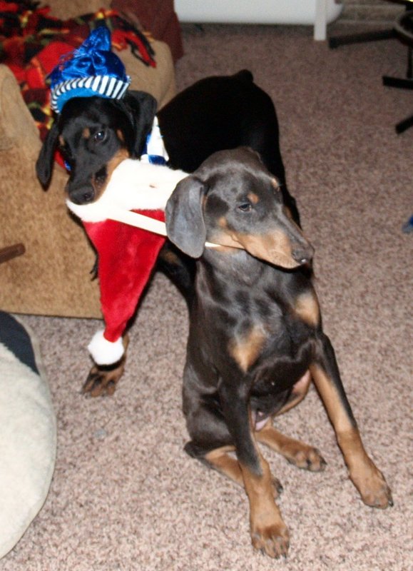 I WANT THE SANTA HAT!!!!