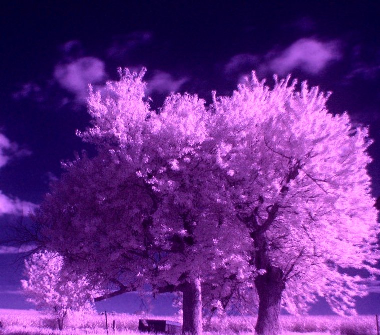 IR Trees.jpg