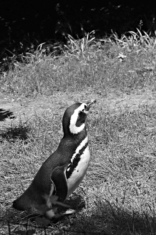 P1024522Pen.jpg