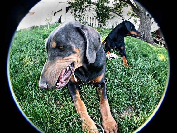fisheyeBelle&Bo.jpg